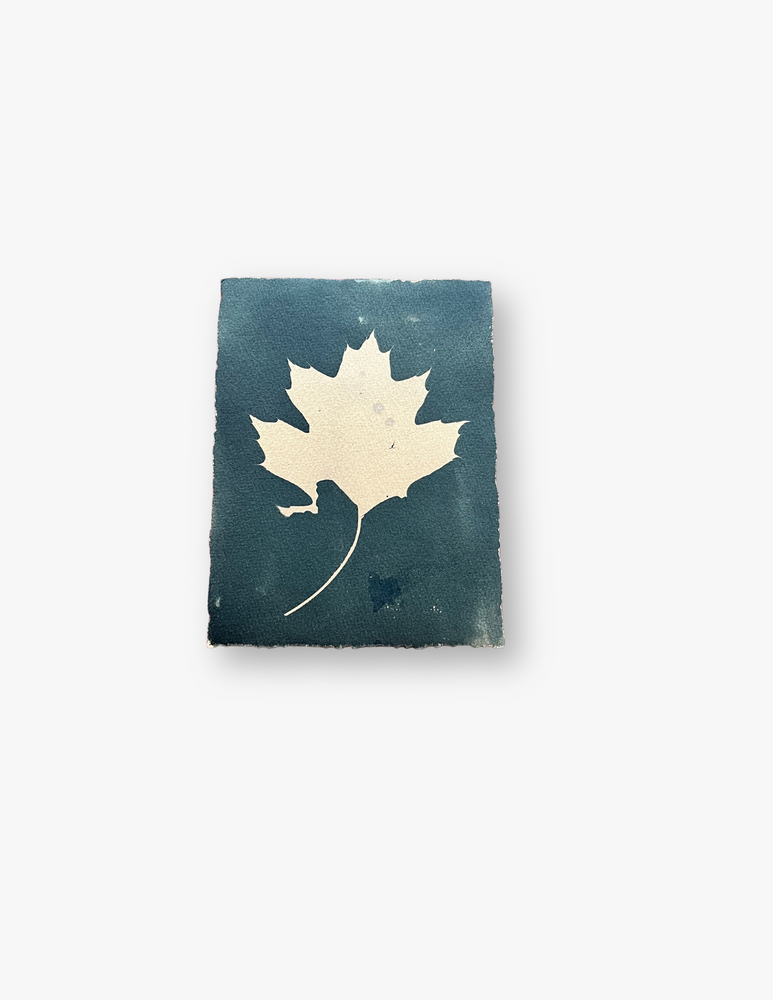 Maple Leaf Cyanotype by Kay Gagnon