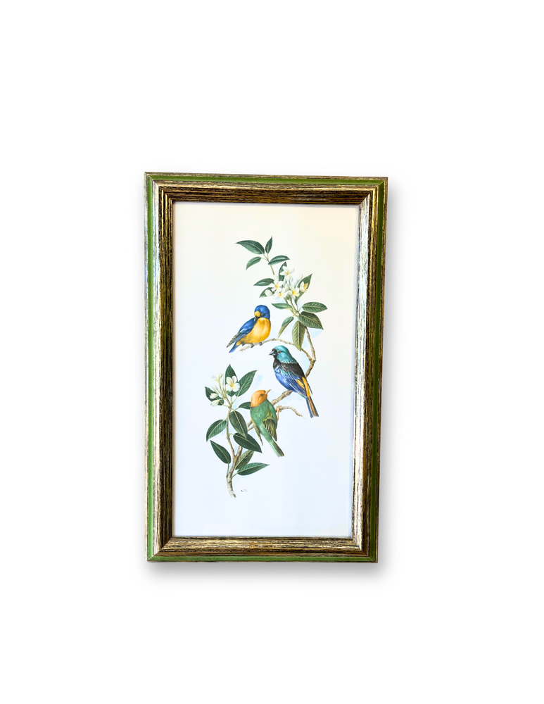 Vintage Framed Bird Print 2