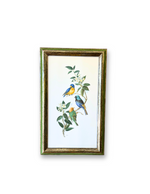 Vintage Framed Bird Print 2