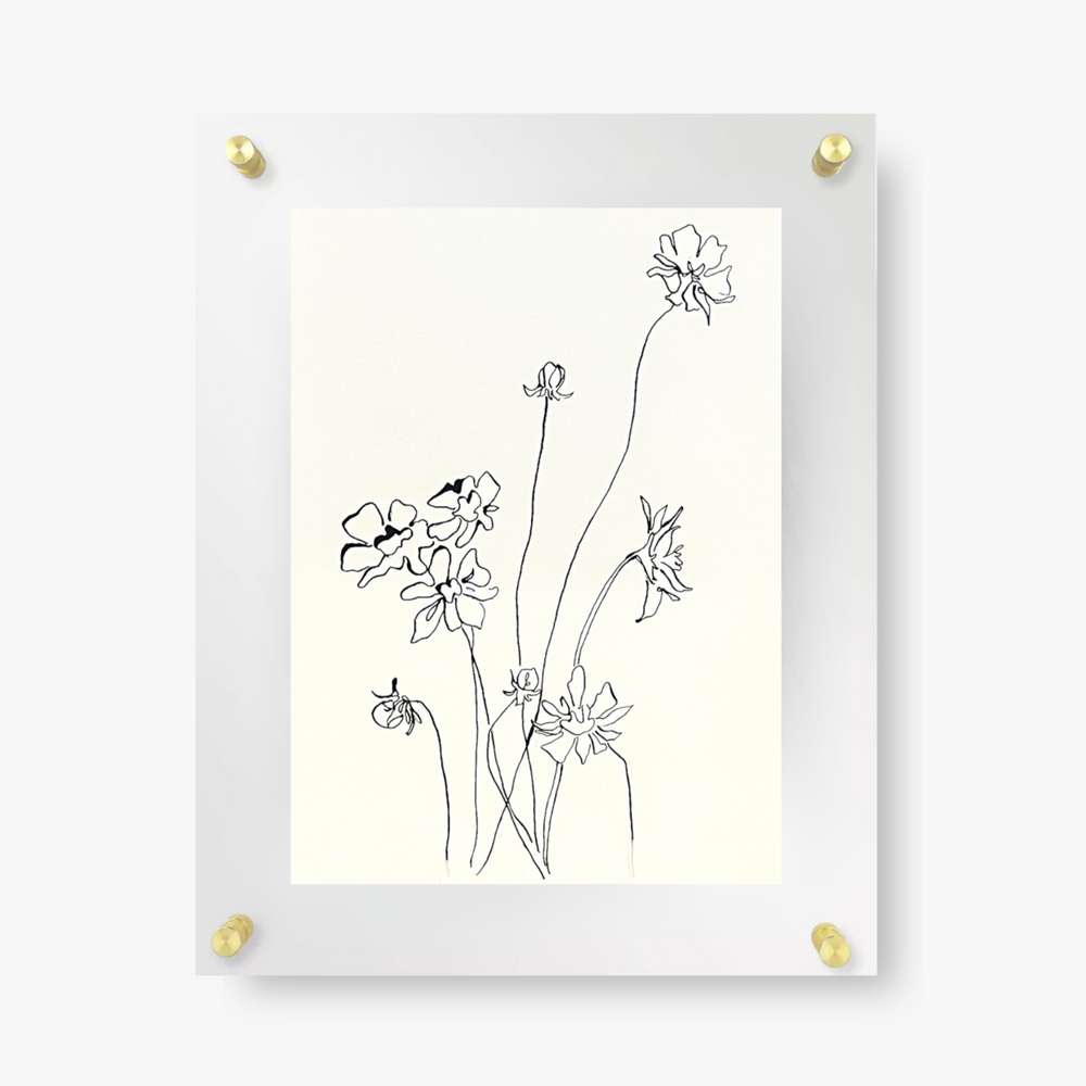 Chocolate Cosmos | Original Drawing by Colleen West