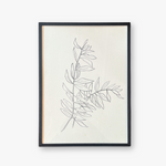 Olive Tree | Original Drawing by Colleen West